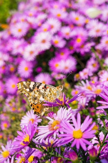 Mariposa de color en flor morada