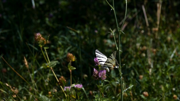 Una mariposa de color fresco cerca.