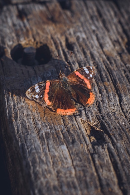 Mariposa de color marron y naranja encima de una madera vieja