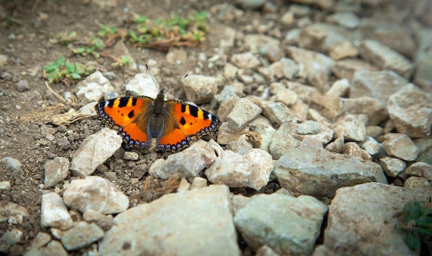 Mariposa de colores al aire libre