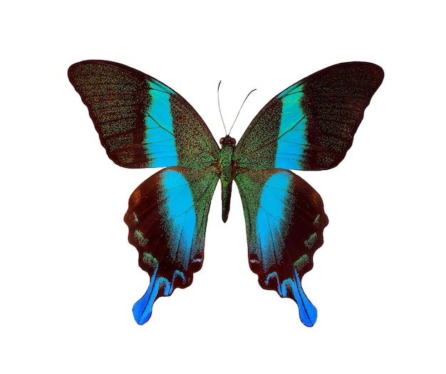 Una mariposa con colores azul y verde en las alas.