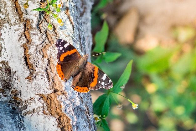 Una mariposa de colores brillantes se asienta sobre un árbol en un clima soleado