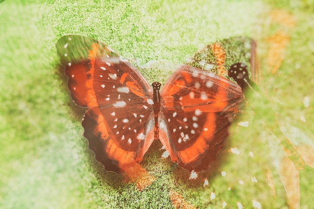 Foto mariposa de colores. insecto tropical. hermosa polilla. en el fondo de la hierba verde.