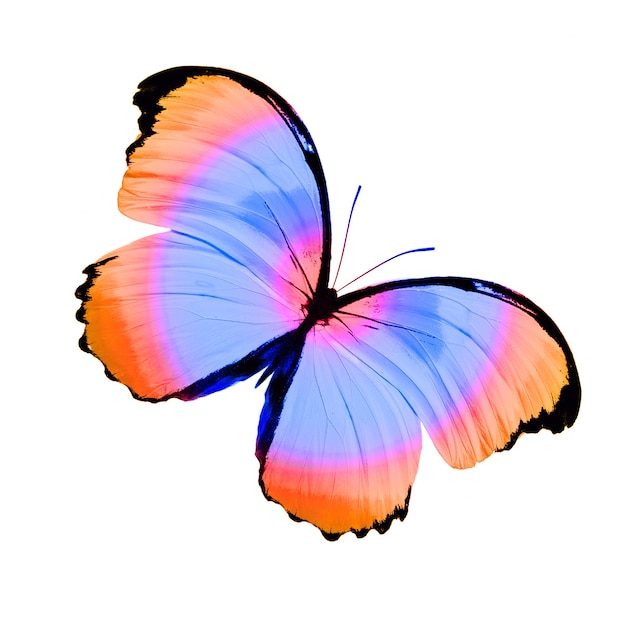 Mariposa de colores tropicales aislado sobre fondo blanco.