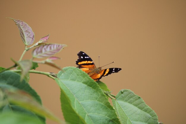 Mariposa de colores