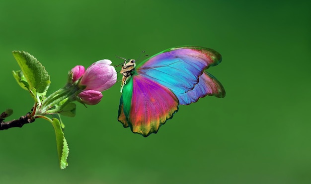 Una mariposa colorida está en una flor.