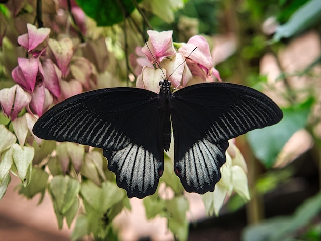 Mariposa colorida en una flor de hoja elegante y delicada