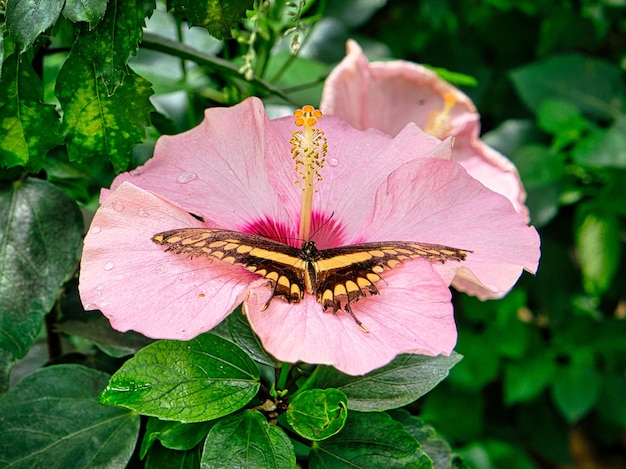 Mariposa colorida en una flor de hoja elegante y delicada