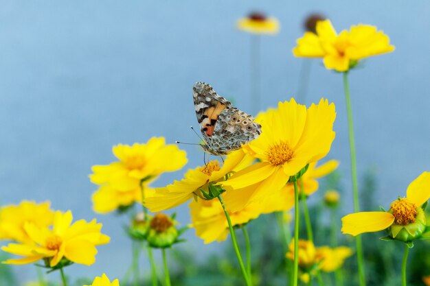 Mariposa colorida en la flor