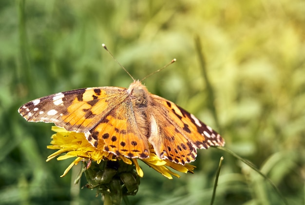 Mariposa colorida en una flor.