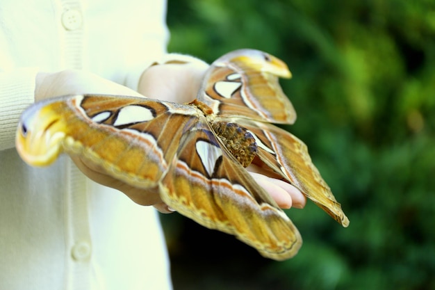Mariposa colorida en primer plano de mano femenina