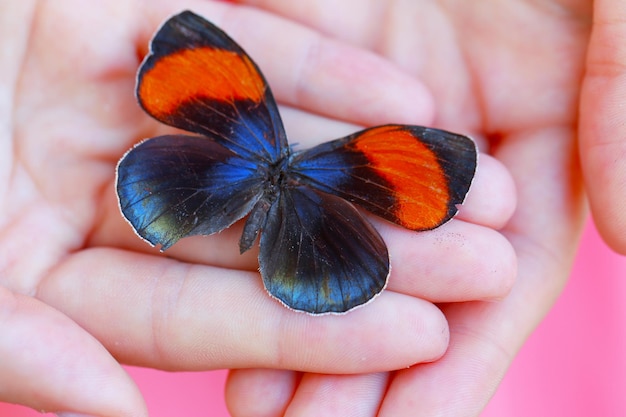 Mariposa colorida en primer plano de mano femenina