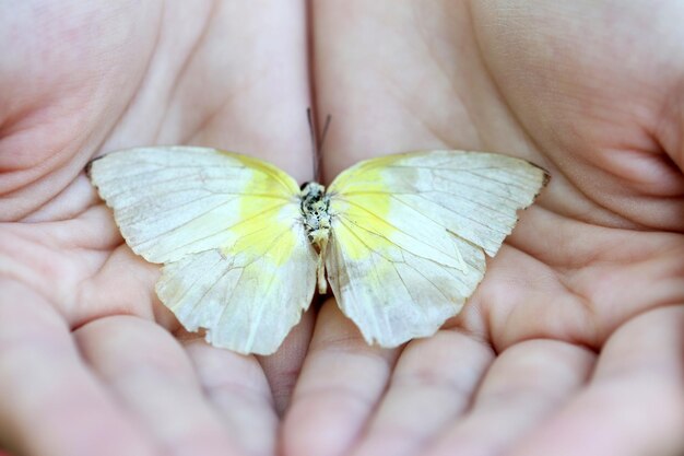 Foto mariposa colorida en un primer plano de la mano de la hembra