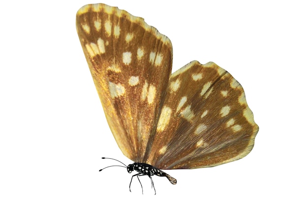 Mariposa colorida tropical aislada sobre fondo blanco