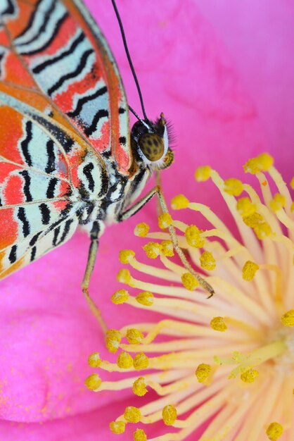 Foto mariposa colorida tropical entre camelia