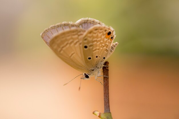 Foto mariposa colorida