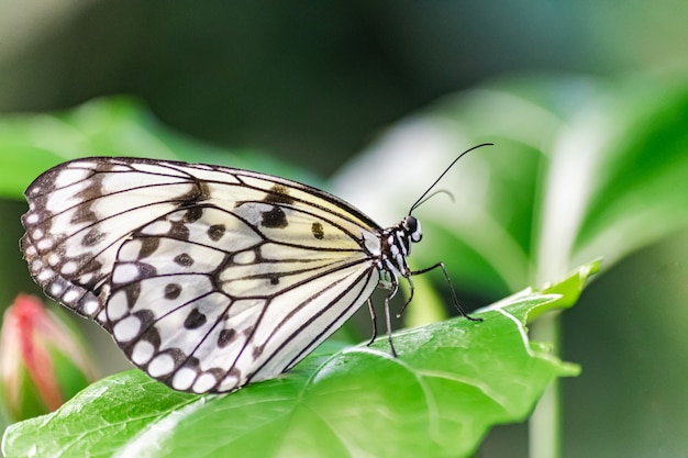 Mariposa cometa de papel, (Idea leuconoe)