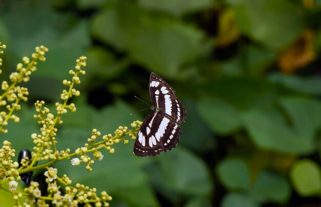 Una mariposa comiendo néctar de flores longan Dimocarpus longan