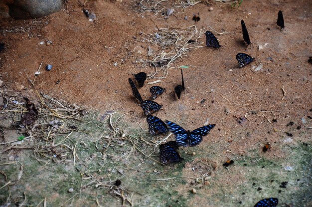 Mariposa comiendo salt lame en el suelo