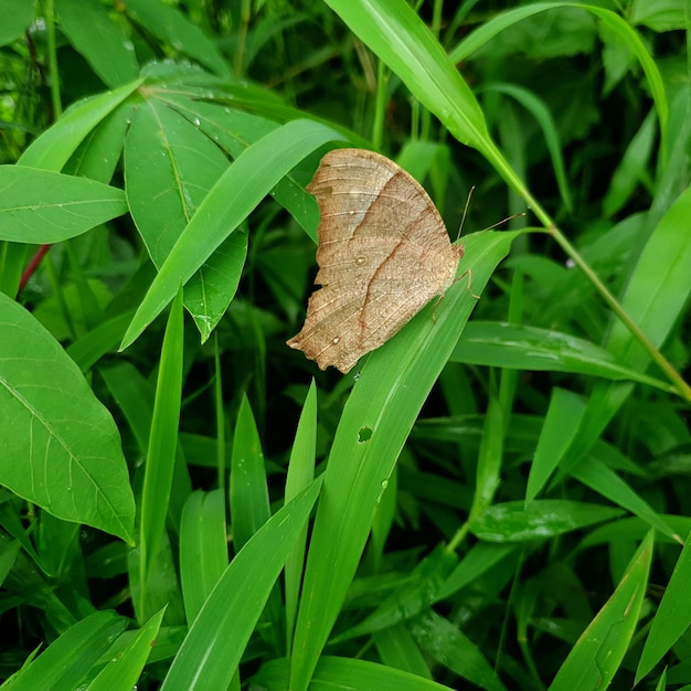 Mariposa commond en craspedia bajo la luz del sol en una hoja con una foto gratis borrosa