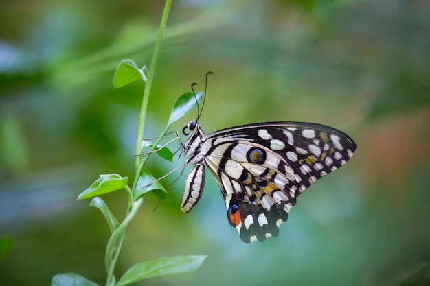 La mariposa común de la cal