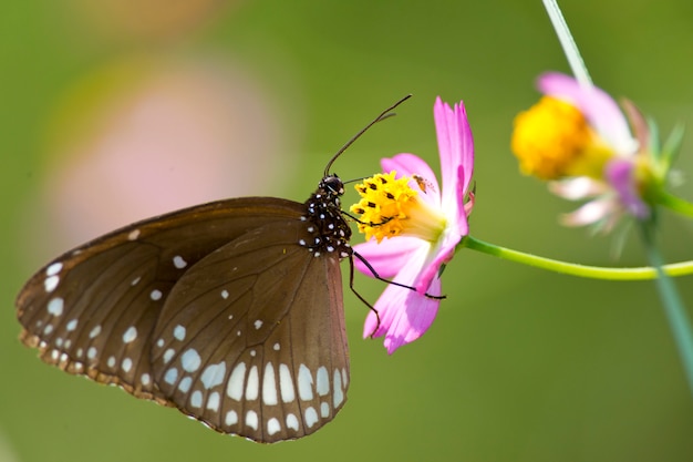 Foto mariposa común del cuervo en una flor