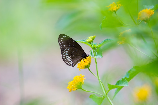 La mariposa común del cuervo