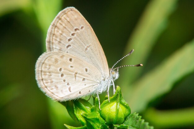 Mariposa común en flores hermosas