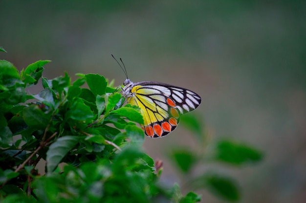 Mariposa común de Jazebel