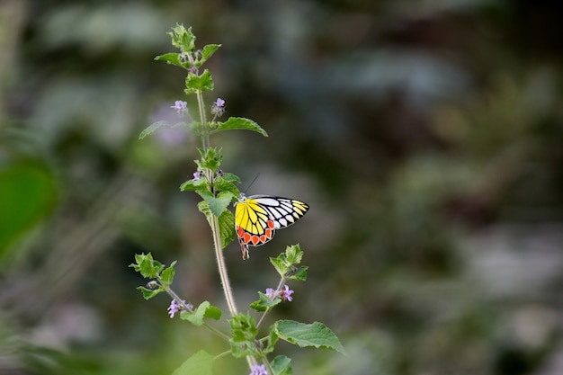 La mariposa común de Jezabel