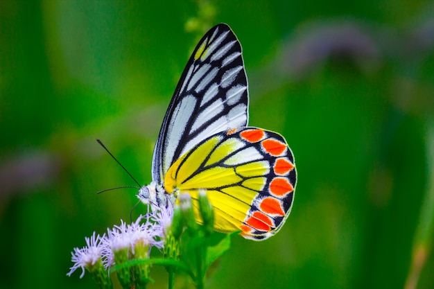 Mariposa común de Jezebel