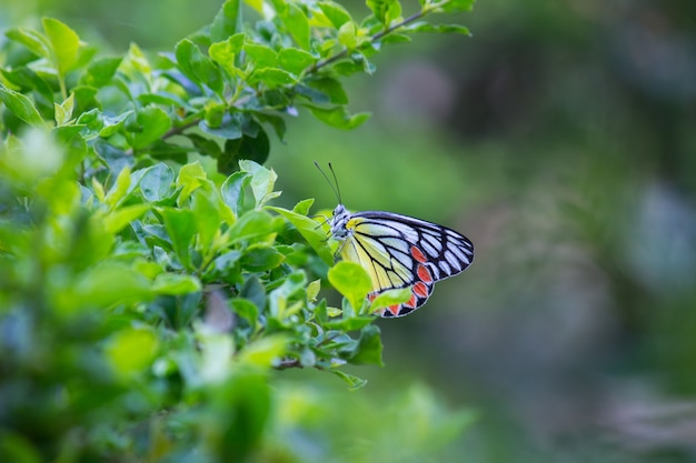 Mariposa común de Jezebel