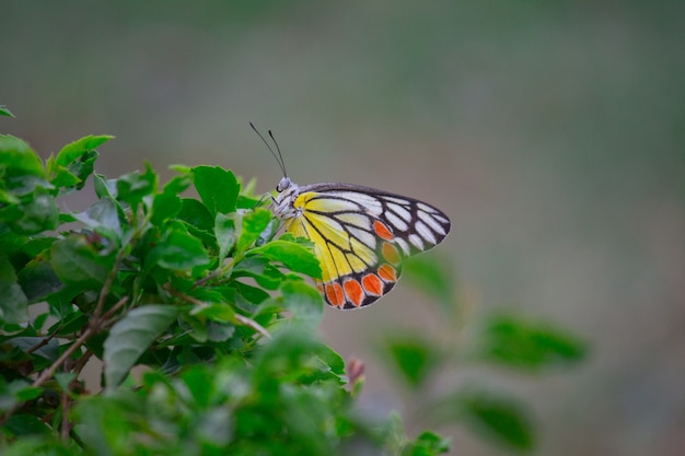 Mariposa común de Jezebel