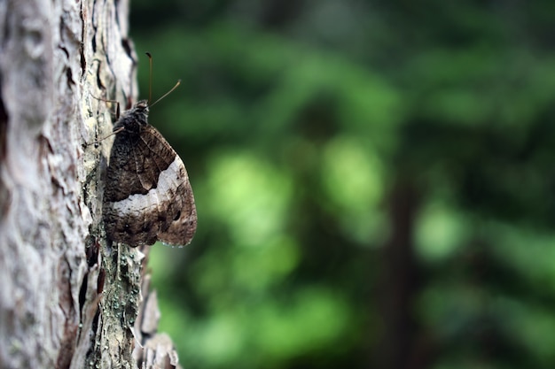 Mariposa en la corteza de un árbol