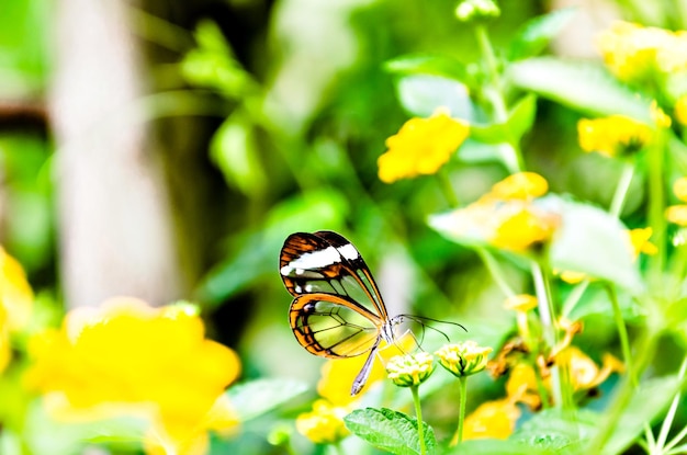 Mariposa de cristal o espejada, transparente) (Greta Oto), lepidóptero.