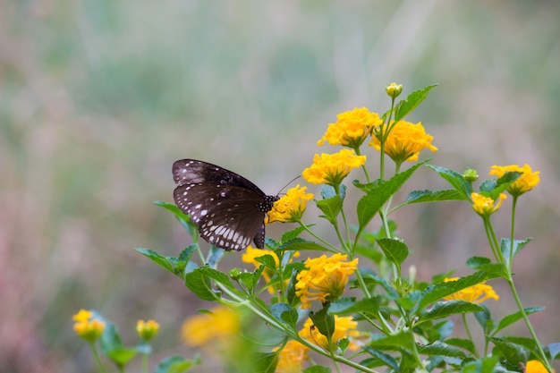 Mariposa de cuervo en la planta de flor