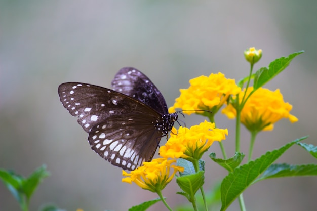 Mariposa de cuervo en la planta de flor