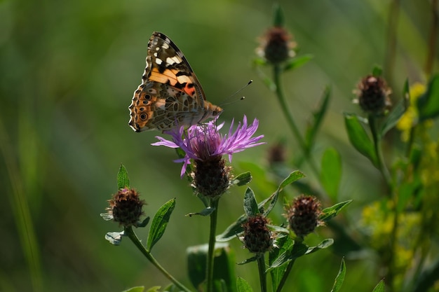 Mariposa de dama pintada en una flor silvestre púrpura en la naturaleza de cerca