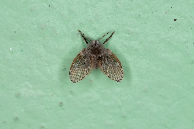 Foto mariposa de banheiro adulto mariposa da espécie clogmia albipunctata