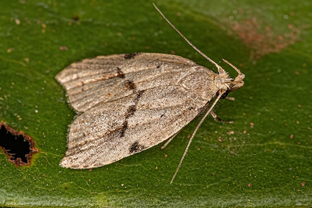 Mariposa de chifre curvo adulto