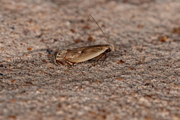 Mariposa de chifre curvo adulto