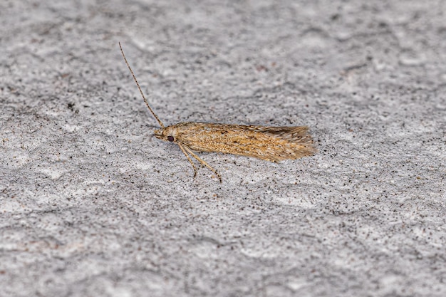 Mariposa de chifre curvo adulto