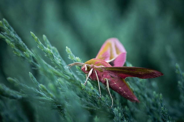 Mariposa de falcão borboleta em uma capa perene