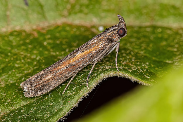 Mariposa de focinho adulto