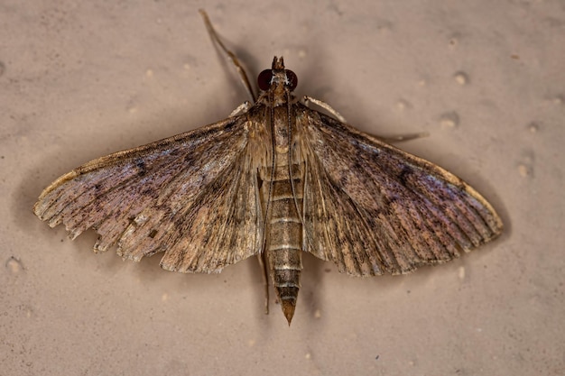 Mariposa de pérola adulta