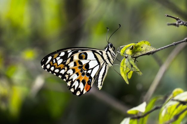 Mariposa descansa en la hoja