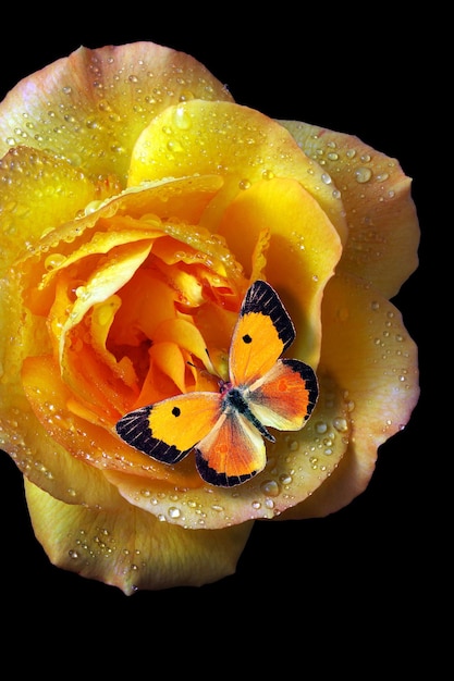 Una mariposa descansa sobre una rosa amarilla bajo la lluvia.