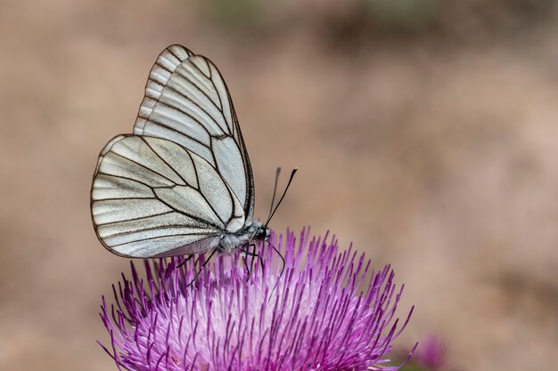 Mariposa de día encaramado en flor, Aporia crataegi.