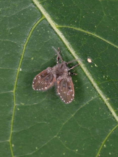 Mariposa do banheiro da subfamília psychodinae