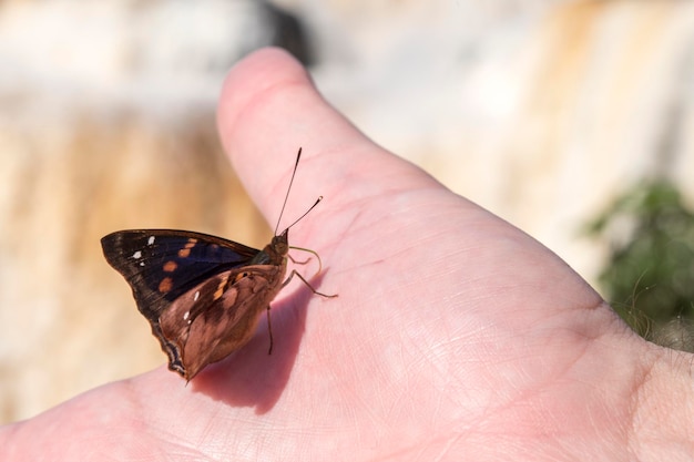 Mariposa doxocopa agathina en las cataratas del iguazú